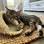 animal, cat, cozy, cute, fur, furniture, home, household, indoor, kitten, natural_light, paw, pet, relaxing, resting, rug, sleeping, slipper, tabby, window