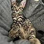 Anita a rejoint le concours — aidez-le/la à gagner de superbes lots ! animal, bed, cat, closeup, cozy, cute, ears, fur, grey, indoor, kitten, paws, pet, relaxed, scratching_post, soft, striped, tabby, whiskers, young