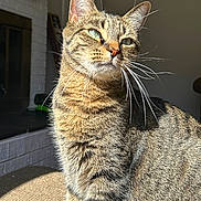 Smokey is registered to the contest to win money with this photo: cat, tabby, pet, animal, feline, whiskers, indoor, sunlight, portrait, closeup, fur, mammal, cute, domestic_cat, sitting, relaxed, home, window_light, face, ears