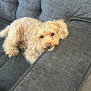 Tanner is registered to the contest to win money with this photo: dog, curly_hair, pet, couch, grey_furniture, indoor, relaxed, animal, canine, fur, laying_down, companion, cute, domestic_animal, resting, cozy, home, living_room, cute_pet, sleepy