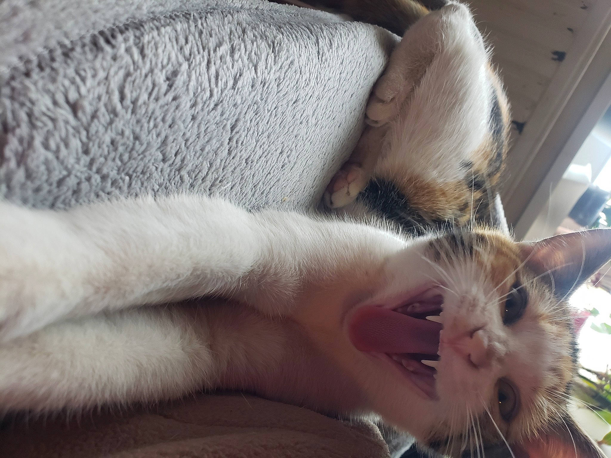 Etoile a rejoint le concours — aidez-le/la à gagner de superbes lots ! beard, carnivore, cat, comfort, domestic_short_haired_cat, ear, eyelash, fawn, felidae, foot, fur, gesture, human_leg, nail, paw, plant, small_to_medium_sized_cats, snout, tail, whiskers