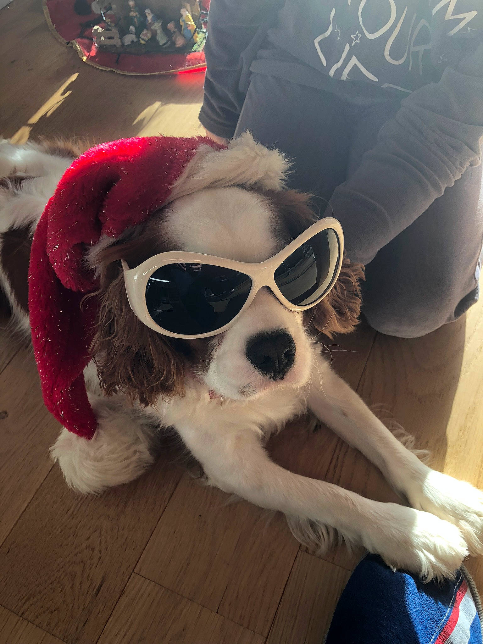 Marlow participe au concours pour gagner de l'argent avec cette photo : canidae, carnivore, cavalier_king_charles_spaniel, companion_dog, cool, dog, dog_breed, eyewear, fur, glasses, goggles, king_charles_spaniel, puppy, puppy_love, snout, sporting_group, sunglasses, toy_dog, vision_care
