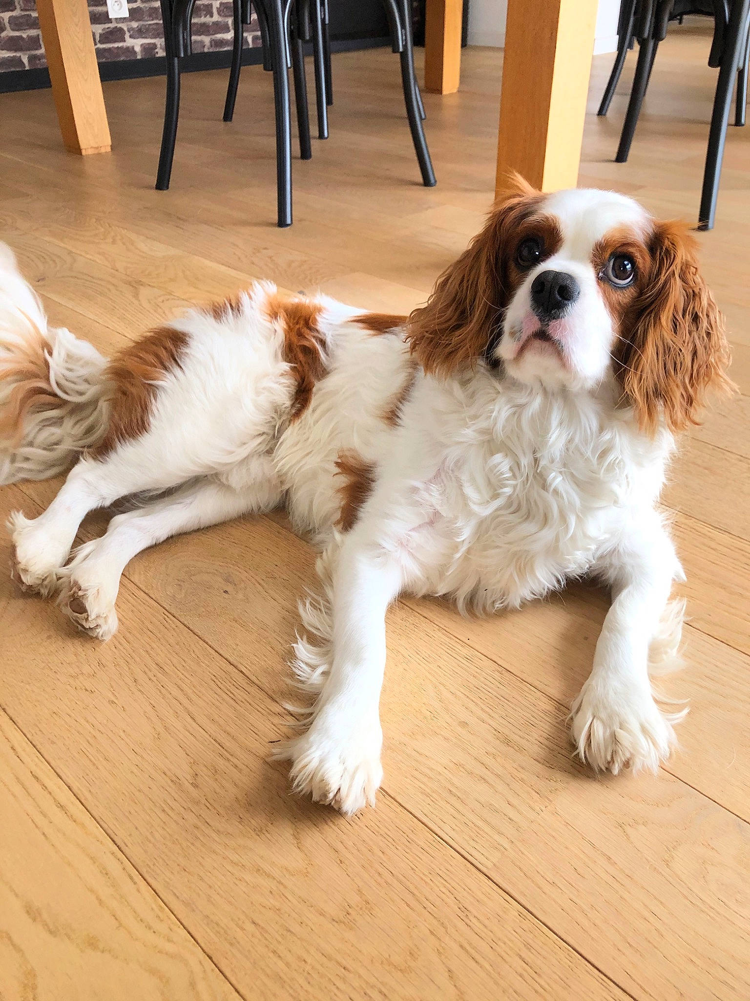 Marlow a rejoint le concours — aidez-le/la à gagner de superbes lots ! canidae, carnivore, cavalier_king_charles_spaniel, cocker_spaniel, companion_dog, dog, dog_breed, fawn, french_spaniel, king_charles_spaniel, mammal, phalene, puppy, rare_breed_dog, russian_spaniel, spaniel, sporting_group, toy_dog, vertebrate, welsh_springer_spaniel