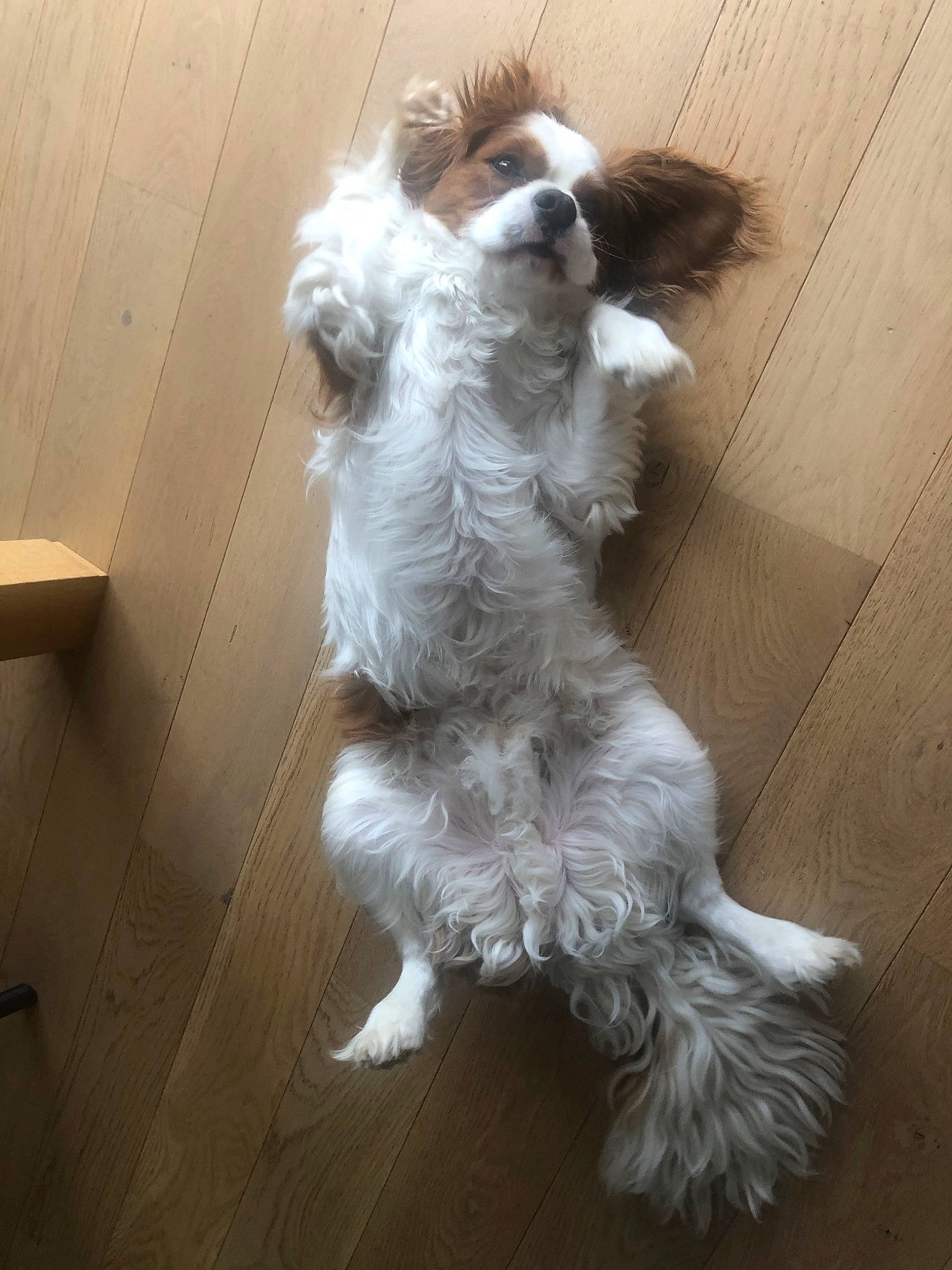 Marlow participe au concours pour gagner de l'argent avec cette photo : canidae, carnivore, cavachon, cavalier_king_charles_spaniel, cavapoo, companion_dog, dog, dog_breed, havanese, king_charles_spaniel, lhasa_apso, mammal, puppy, rare_breed_dog, shih_tzu, sporting_group, sporting_lucas_terrier, tibetan_terrier, toy_dog, vertebrate