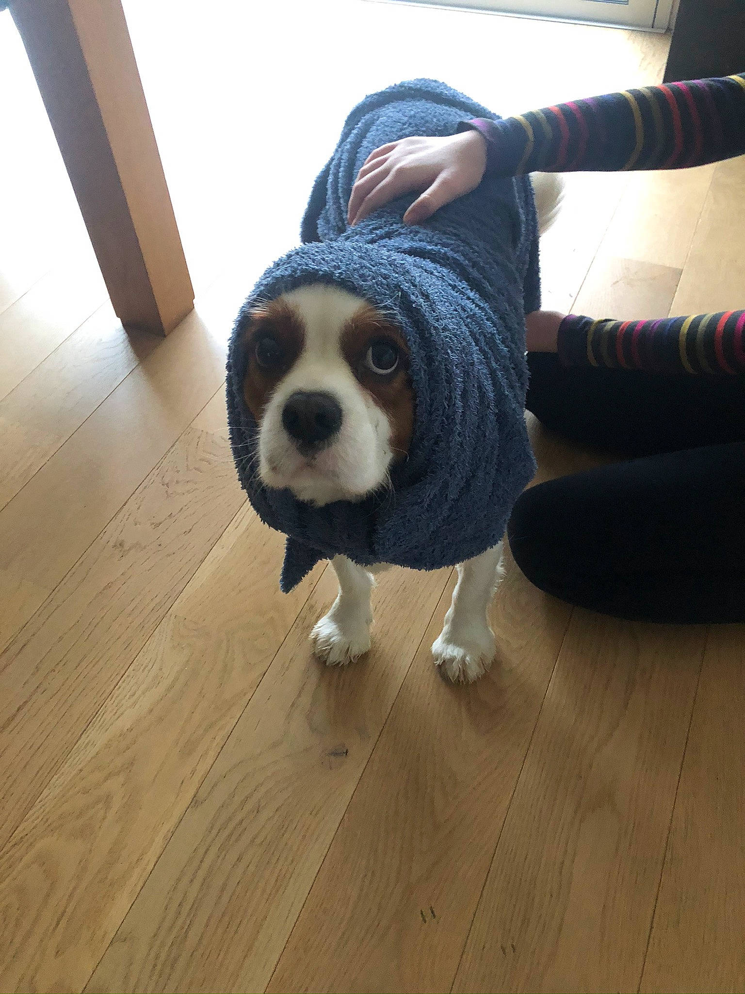 Marlow a rejoint le concours — aidez-le/la à gagner de superbes lots ! canidae, carnivore, cavalier_king_charles_spaniel, companion_dog, dog, dog_breed, dog_clothes, floor, flooring, fur, hardwood, king_charles_spaniel, mammal, puppy, snout, spaniel, sporting_group, sweater, toy_dog, wood