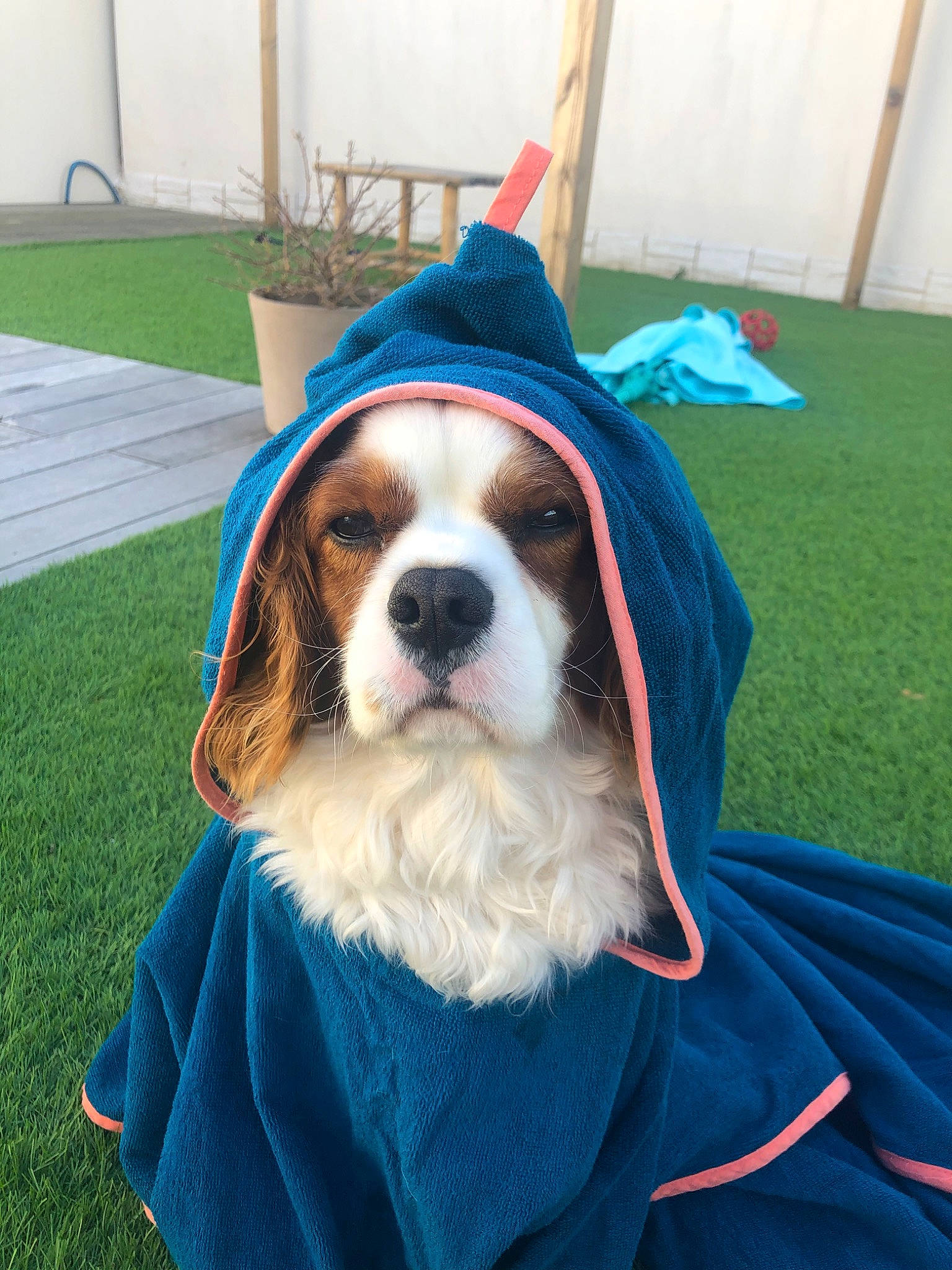 Marlow a rejoint le concours — aidez-le/la à gagner de superbes lots ! canidae, carnivore, cavalier_king_charles_spaniel, companion_dog, dog, dog_breed, fawn, king_charles_spaniel, mammal, puppy, rare_breed_dog, snout, spaniel, sporting_group, toy_dog