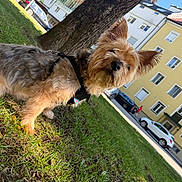 Bouba participe au concours pour gagner de l'argent avec cette photo : dog, terrier, yorkshire_terrier, small_dog, scruffy, fur, harness, leash, grass, outdoor, park, tree, residential_area, apartment_building, parked_cars, street, sunlight, portrait, tilted_composition, animal