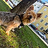 dog, terrier, yorkshire_terrier, small_dog, scruffy, fur, harness, leash, grass, outdoor, park, tree, residential_area, apartment_building, parked_cars, street, sunlight, portrait, tilted_composition, animal