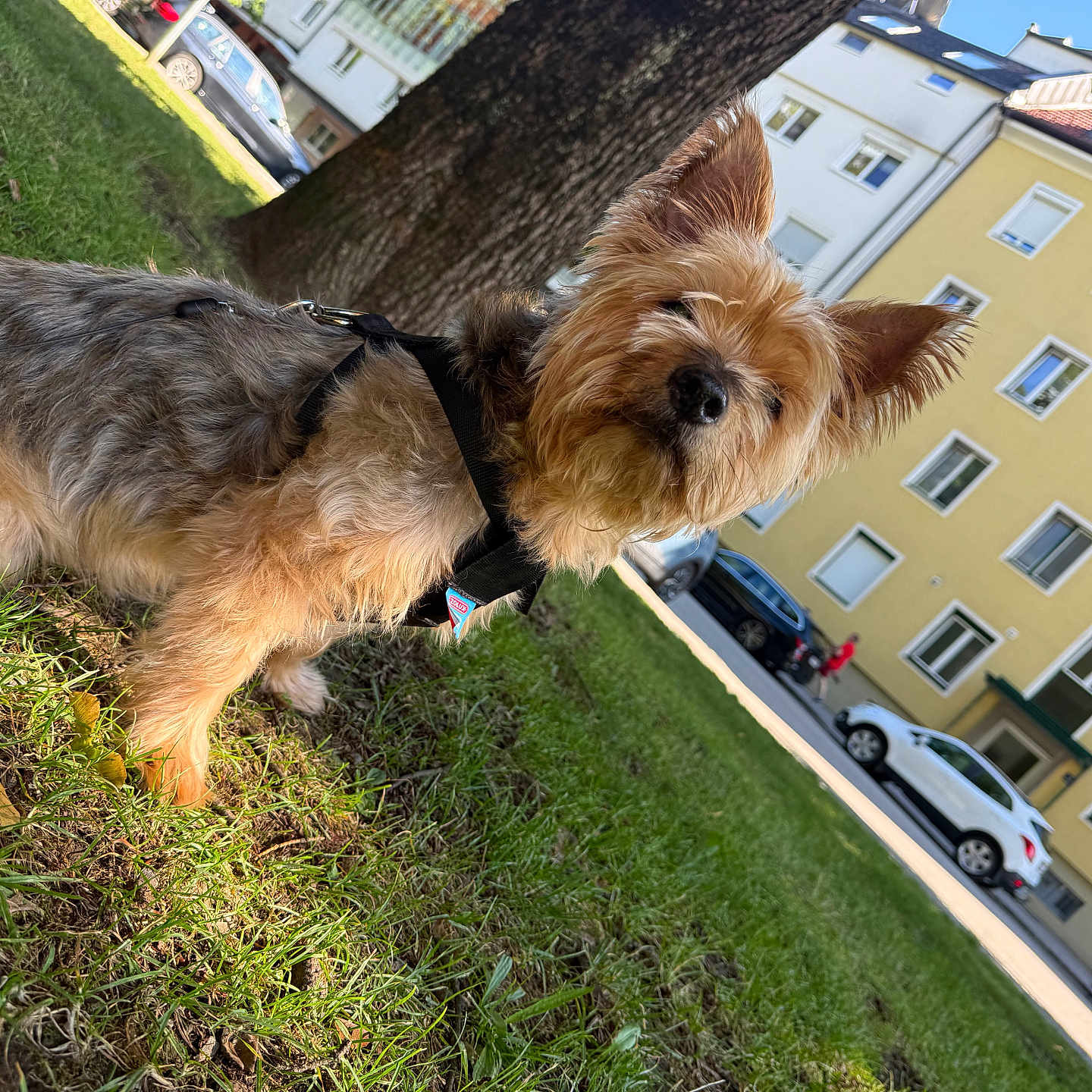 Bouba