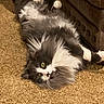 Dak joined the competition — help win amazing prizes! animal, carpet, cat, cozy, curious, cute, feline, fluffy, fur, gray, green_eyes, home, indoor, leather_couch, lying_down, paws, pet, playful, relaxed, white