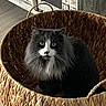 animal, basket, black_and_white_cat, cat, closeup, cozy, curious, feline, floor, fluffy_cat, fur, green_eyes, home, indoor, pet, rustic, sitting, whiskers, wooden_cabinet, woven_basket