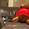 Dak is registered to the contest to win money with this photo: animal, brown, cat, couch, cozy, cute, furniture, gray, indoor, leather, living_room, monkey, pet, plush_toy, red_shirt, relaxed, resting, sleeping, stuffed_animal, white