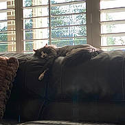 Dak joined the competition — help win amazing prizes! animal, blinds, calm, cat, couch, cozy, daylight, fluffy, furniture, home, indoor, leather, living_room, nature_view, pet, relaxing, resting, sleeping, sunlight, window