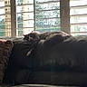 animal, blinds, calm, cat, couch, cozy, daylight, fluffy, furniture, home, indoor, leather, living_room, nature_view, pet, relaxing, resting, sleeping, sunlight, window