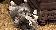 Dak joined the competition — help win amazing prizes! animal, black_and_white, carpet, cat, cozy, cute, domestic, fluffy, fur, furniture, home, indoor, leather_couch, paw, pet, relaxed, resting, sleeping, soft, whiskers