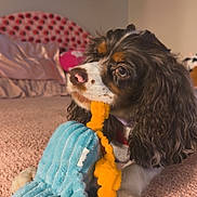 Nova is registered to the contest to win money with this photo: dog, toy, plush_toy, indoor, carpet, bedroom, pet, cute, brown_and_white, long_ears, playing, close_up, cozy, fur, animal, domestic_animal, relaxed, snout, paw, soft_texture