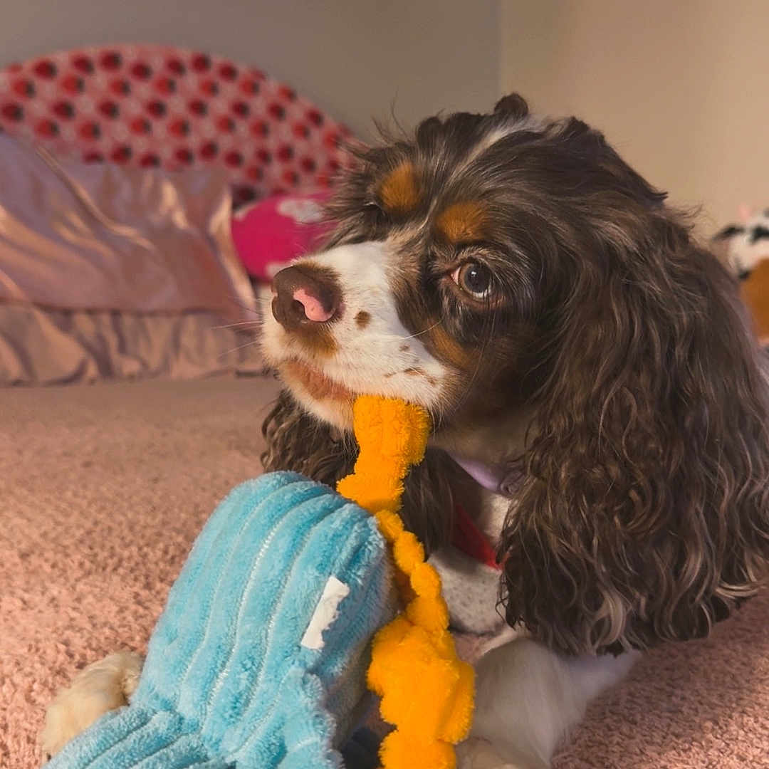 Nova is registered to the contest to win money with this photo: animal, bedroom, brown_and_white, carpet, close_up, cozy, cute, dog, domestic_animal, fur, indoor, long_ears, paw, pet, playing, plush_toy, relaxed, snout, soft_texture, toy