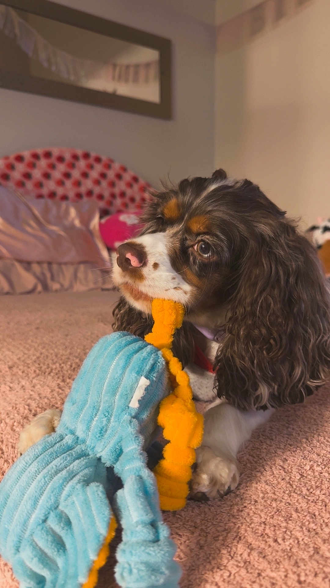 Nova is registered to the contest to win money with this photo: dog, toy, plush_toy, indoor, carpet, bedroom, pet, cute, brown_and_white, long_ears, playing, close_up, cozy, fur, animal, domestic_animal, relaxed, snout, paw, soft_texture