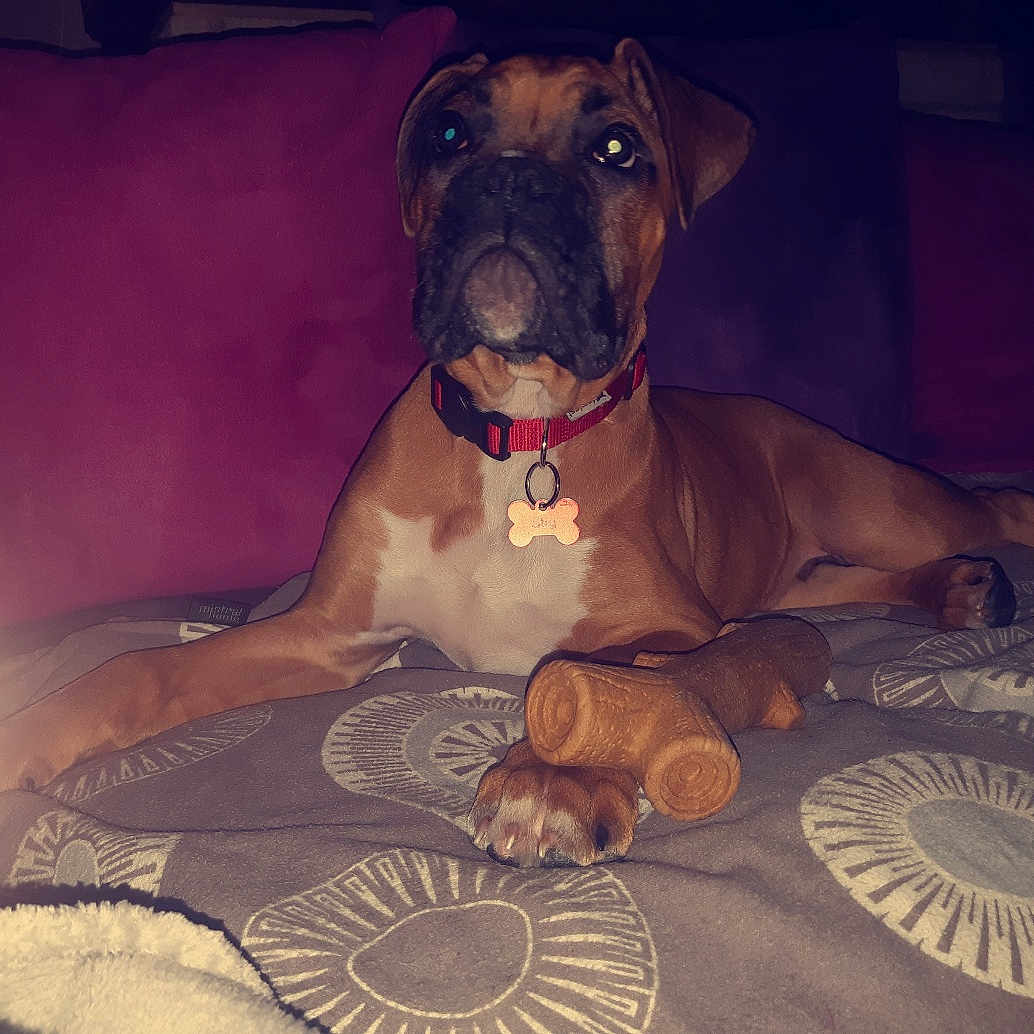 Stig participe au concours pour gagner de l'argent avec cette photo : alano_espanol, alaunt, american_pit_bull_terrier, american_staffordshire_terrier, bandog, bullmastiff, canidae, carnivore, dog, dog_breed, fawn, guard_dog, mammal, non_sporting_group, snout, vertebrate