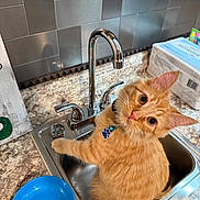 Butters joined the competition — help win amazing prizes! bowl, cat, clean, collar, countertop, curious, curious_look, domestic_cat, faucet, indoor, kitchen, kitten, orange_fur, orange_tabby, paw_print_tag, pet, sink, tile_wall, whiskers, wide_eyes