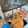 bowl, cat, clean, collar, countertop, curious, curious_look, domestic_cat, faucet, indoor, kitchen, kitten, orange_fur, orange_tabby, paw_print_tag, pet, sink, tile_wall, whiskers, wide_eyes