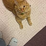 Butters is registered to the contest to win money with this photo: animal, carpet, cat, collar, cozy, cute, domestic_animal, feline, floor, footwear, fur, green_bell, indoor, jeans, orange_cat, pet, playful, relaxed, sock, winking