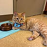 Butters joined the competition — help win amazing prizes! animal, bandana, blue_mat, cat, curious, cute, domestic, door, ears, feeding_bowl, floor, floor_tile, fur, indoor, mammal, orange_tabby, paws, pet, relaxed, whiskers