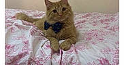 Butters is registered to the contest to win money with this photo: animal, bed, bedspread, bow_tie, cat, cute, domestic_cat, ears, feline, floral_pattern, fur, ginger_cat, indoor, paws, pet, pink, relaxed, resting, whiskers, white