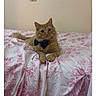 animal, bed, bedspread, bow_tie, cat, cute, domestic_cat, ears, feline, floral_pattern, fur, ginger_cat, indoor, paws, pet, pink, relaxed, resting, whiskers, white
