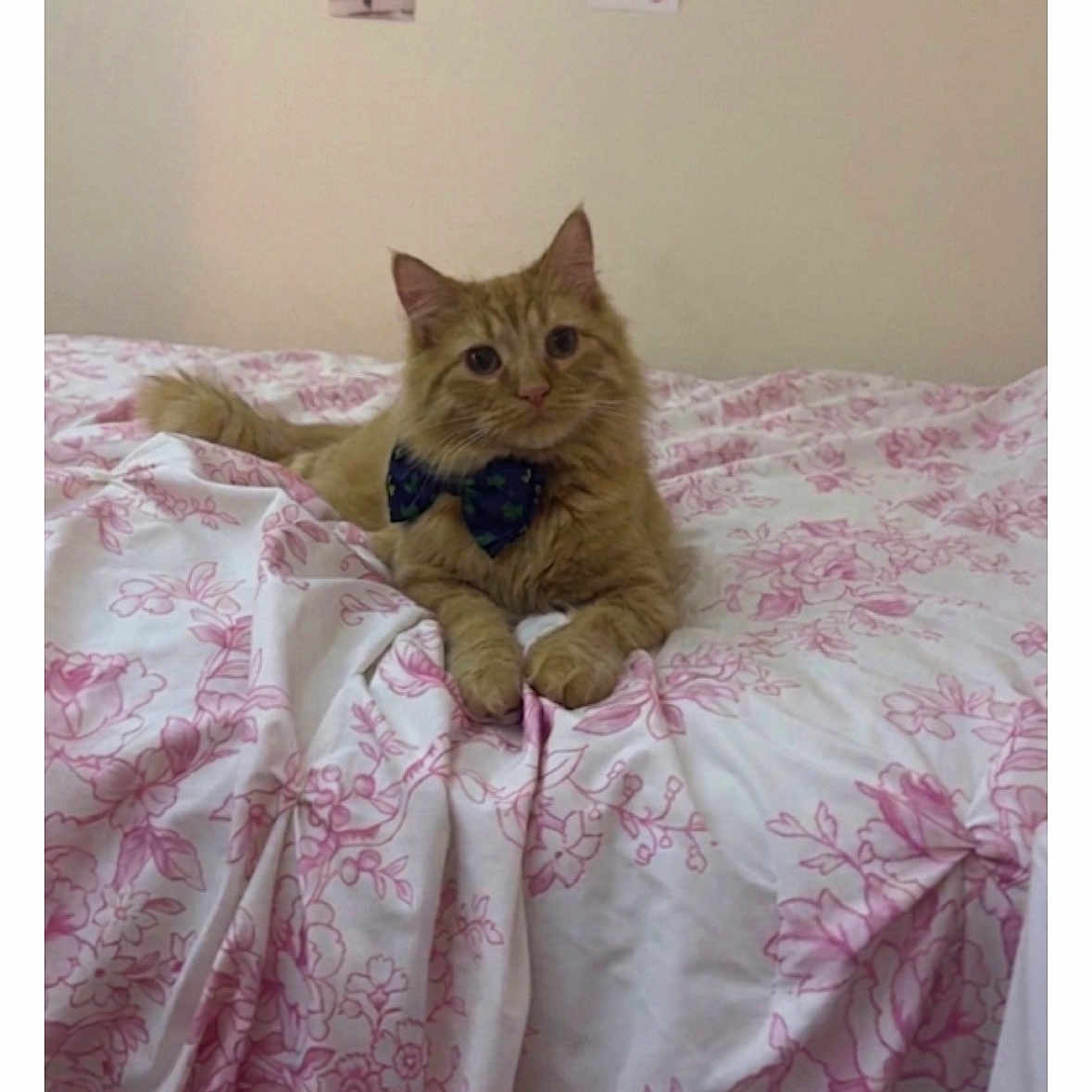 Butters