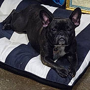 India is registered to the contest to win money with this photo: animal, black_dog, brindle, canine, close_up, collar, comfortable, cushion, dog, domestic, ears_up, floor, french_bulldog, indoor, looking_at_camera, pet, portrait, resting, striped, tag