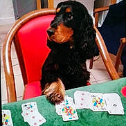 Lynch participe au concours pour gagner de l'argent avec cette photo : animal, black_dog, brown_markings, card_game, companion, curly_fur, cute, dog, focused, furniture, game_night, green_table, indoor, pet, playing_cards, red_chair, seated, table, tiles_floor, wooden_chair