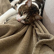 Sia participe au concours pour gagner de l'argent avec cette photo : cat, tabby, green_eyes, blanket, beige, couch, feline, relaxed, stretching, indoor, pet, cozy, soft_texture, fur, whiskers, paw, comfort, resting, domestic_animal, closeup