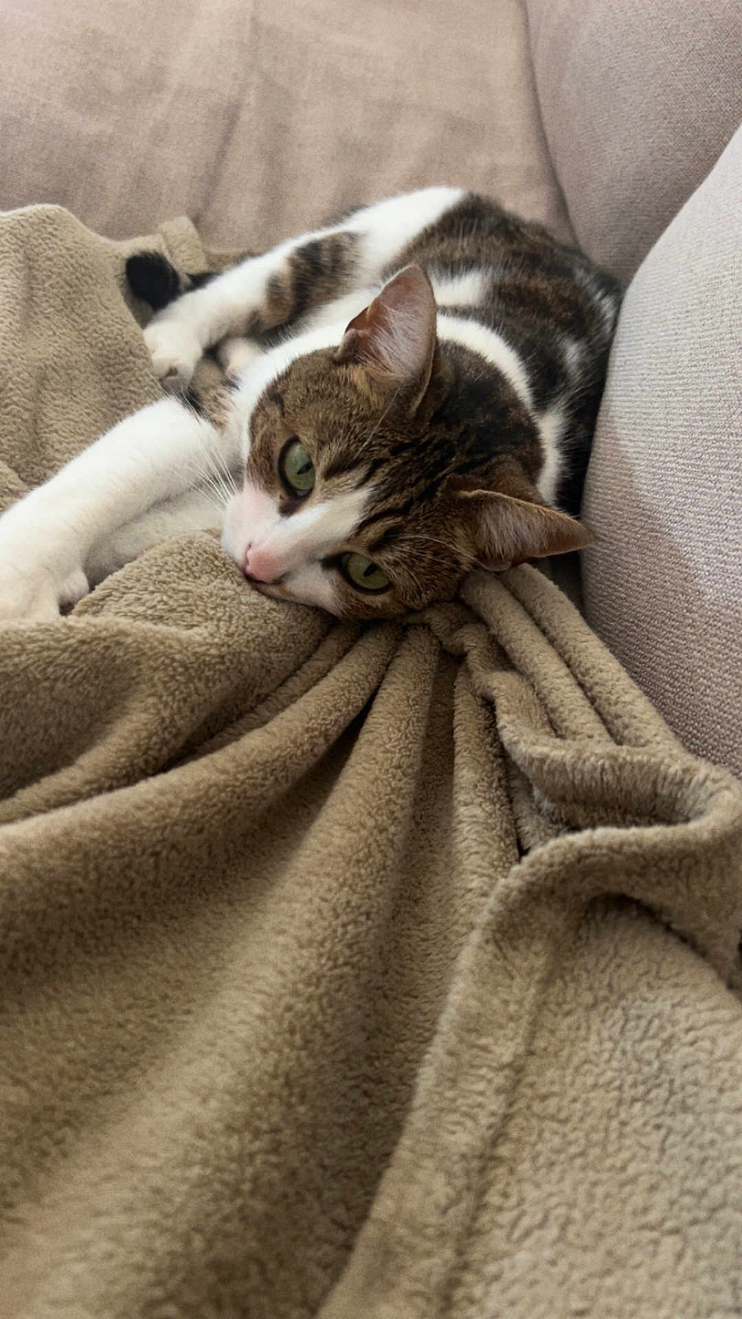 Sia participe au concours pour gagner de l'argent avec cette photo : cat, tabby, green_eyes, blanket, beige, couch, feline, relaxed, stretching, indoor, pet, cozy, soft_texture, fur, whiskers, paw, comfort, resting, domestic_animal, closeup