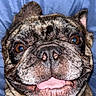 dog, french_bulldog, close_up, smiling, brindle, pet, animal, face, tongue, ears, wrinkles, cute, happy, expression, canine, mouth, nose, indoor, blue_background, fur