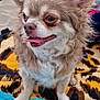 dog, chihuahua, small_dog, fluffy, tongue_out, beach, towel, sand, outdoor, pet, cute, animal, fur, ears, happy, sitting, nature, closeup, portrait, daytime