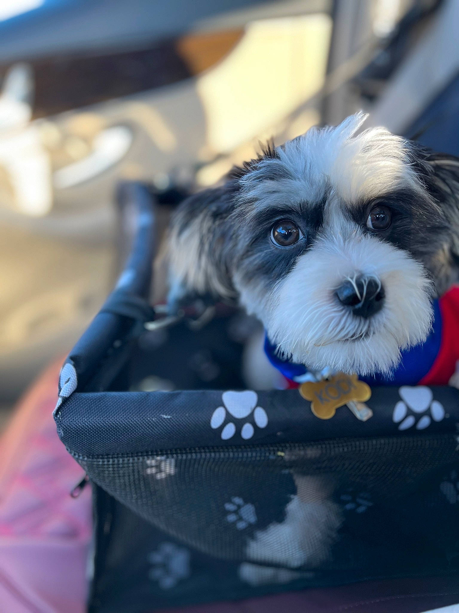 Kodi Jones is registered to the contest to win money with this photo: biewer_terrier, canidae, carnivore, collar, companion_dog, dog, dog_breed, dog_collar, dog_supply, electric_blue, fashion_accessory, fur, puppy, recipe, small_terrier, snout, sporting_group, terrier, toy_dog, working_animal