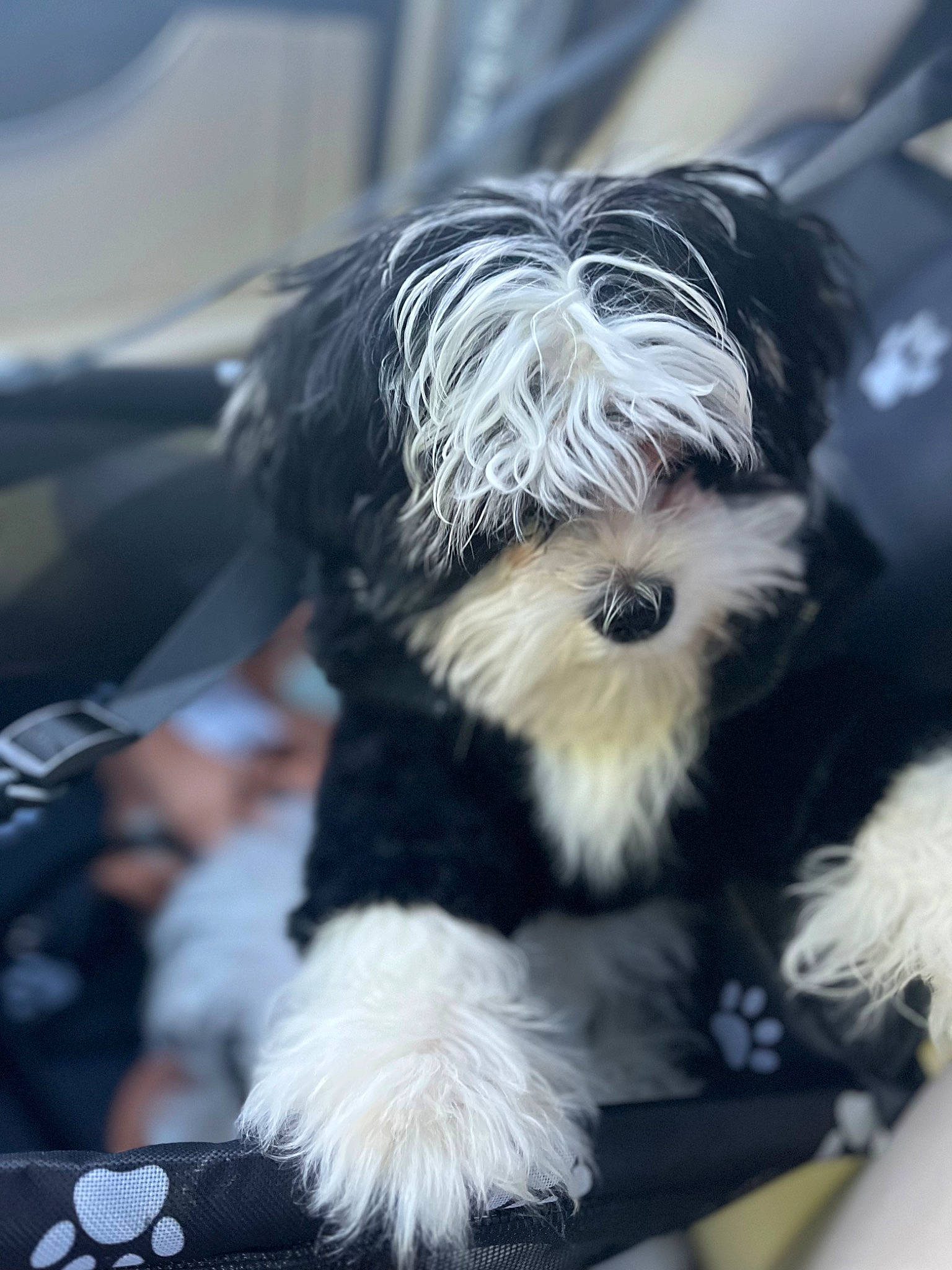 Kodi Jones joined the competition — help win amazing prizes! biewer_terrier, canidae, carnivore, companion_dog, dog, dog_breed, dog_clothes, dog_supply, event, fur, maltepoo, paw, puppy, puppy_love, small_terrier, sporting_group, terrier, toy, toy_dog, working_animal