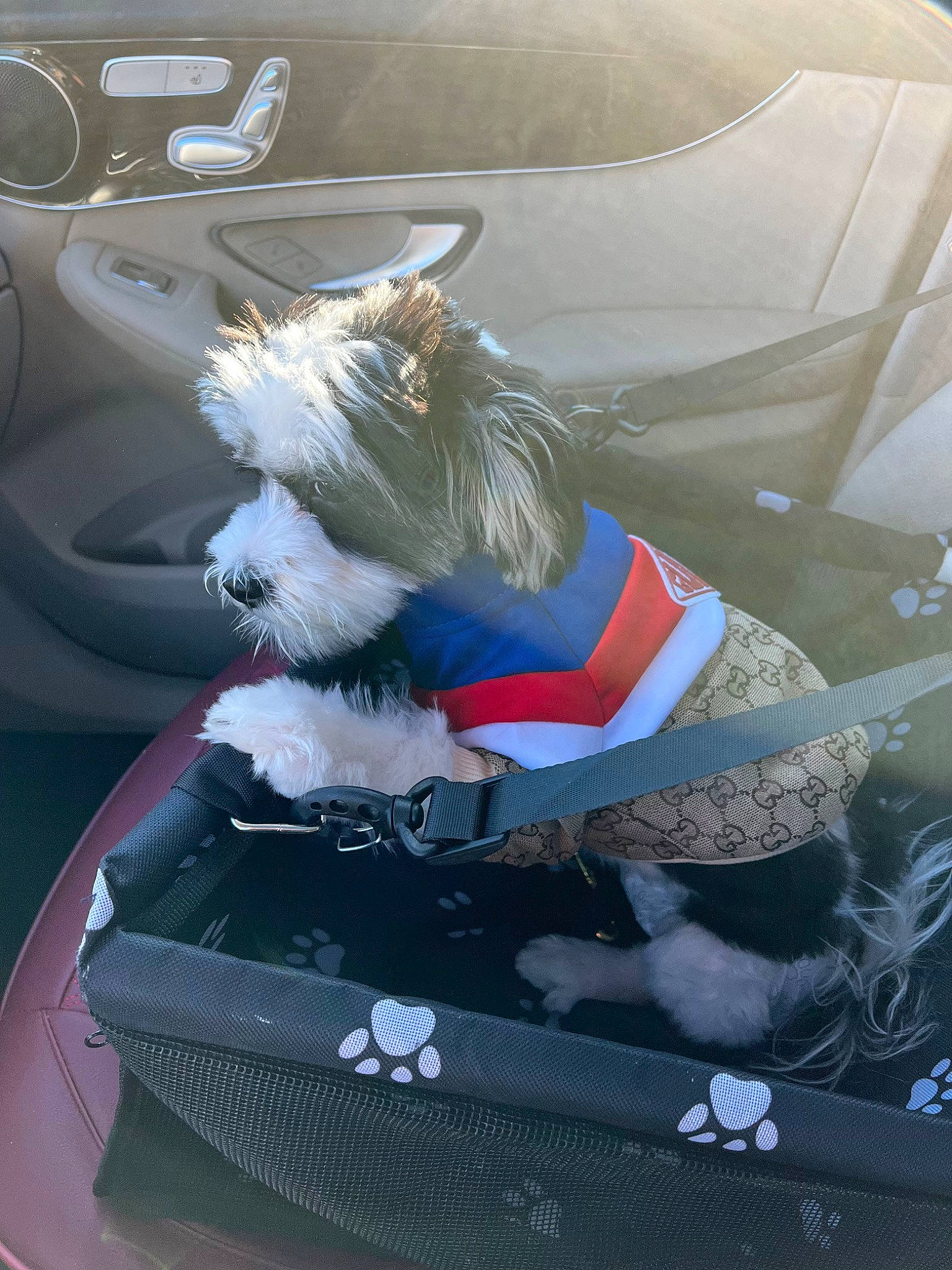 Kodi Jones is registered to the contest to win money with this photo: automotive_design, automotive_exterior, carnivore, collar, companion_dog, dog, dog_breed, dog_clothes, dog_supply, electric_blue, fashion_accessory, felidae, fur, hood, motor_vehicle, personal_luxury_car, pet_supply, toy_dog, trunk, vehicle_door