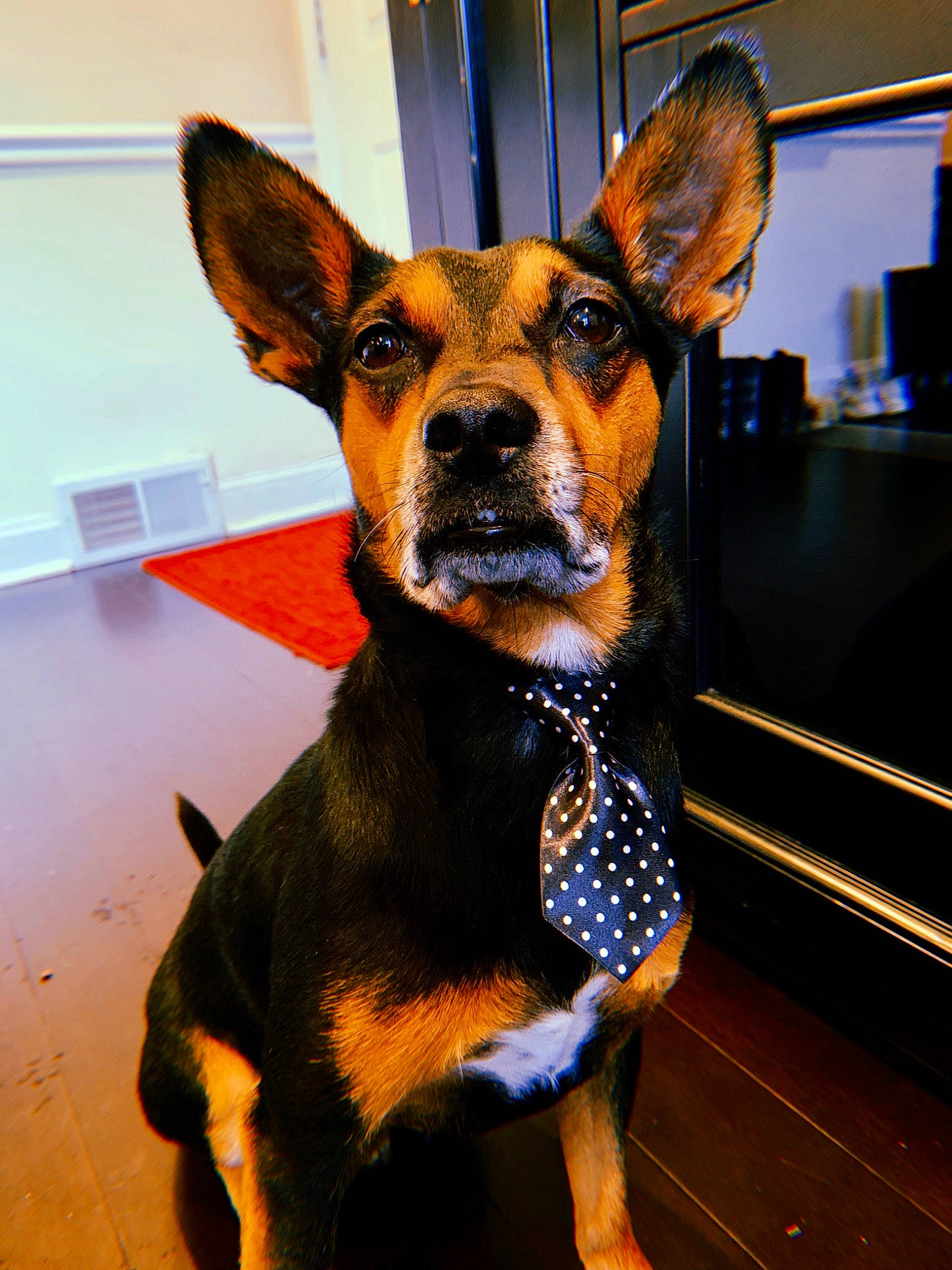 Graham Cracker joined the competition — help win amazing prizes! black_and_tan_terrier, canidae, carnivore, collar, dog, dog_breed, dog_collar, ear, english_toy_terrier, fawn, german_pinscher, mammal, manchester_terrier, miniature_pinscher, pinscher, prazsky_krysarik, snout, toy_dog, toy_manchester_terrier, vertebrate