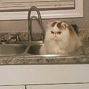 Oliver is registered to the contest to win money with this photo: cat, fluffy, grumpy, sink, kitchen, countertop, faucet, indoor, pet, animal, white, brown, domestic, portrait, feline, home, window, cabinet, curtain, still_life