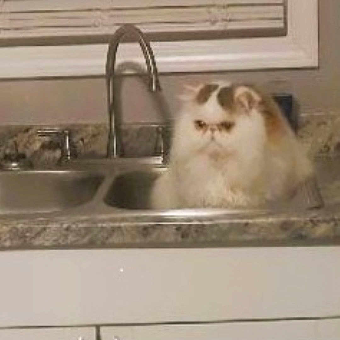 Oliver is registered to the contest to win money with this photo: animal, brown, cabinet, cat, countertop, curtain, domestic, faucet, feline, fluffy, grumpy, home, indoor, kitchen, pet, portrait, sink, still_life, white, window