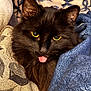 Rocco is registered to the contest to win money with this photo: cat, black_cat, tongue_out, yellow_eyes, fluffy_fur, blanket, cozy, indoor, pet, animal, cute, close_up, portrait, feline, domestic_cat, soft_texture, resting, warm, snuggled, playful