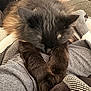 cat, sleeping, fluffy, dark_fur, paws, blanket, cozy, indoor, resting, feline, soft_texture, striped_pattern, comfort, pet, animal, close_up, relaxing, fur, domestic_cat, cute