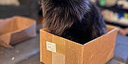 Rocco is registered to the contest to win money with this photo: black_cat, cat, cardboard_box, leather_couch, indoor, pet, fluffy_fur, curious, sitting, close_up, furniture, living_room, domestic_animal, whiskers, eyes, feline, cozy, blurred_background, home, animal