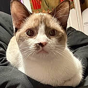 Mya is registered to the contest to win money with this photo: cat, feline, pet, close_up, whiskers, ears, blanket, bed, indoor, portrait, curious, big_eyes, white_fur, brown_fur, domestic_cat, nose, muzzle, sitting, cozy, bedding