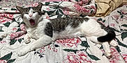 Mako joined the competition — help win amazing prizes! cat, tabby_cat, yawning, bed, comforter, floral_pattern, blanket, paws, whiskers, white_fur, gray_fur, tail, indoor, bedroom, cozy, resting, pet, cute, portrait, quilt