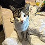 cat, tabby, white_cat, pet, indoor, bed, blanket, quilt, pillow, whiskers, ears, paws, closeup, portrait, looking_at_camera, domestic_animal, cozy, home, fabric, mattress