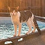 cat, feline, pet, standing, balancing, pool, water, backyard, fence, sunlight, golden_hour, tail, paws, striped, white, brown, outdoor, wicker, edge, portrait