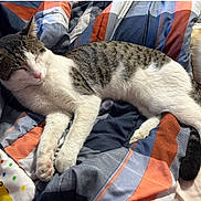 Mako is registered to the contest to win money with this photo: cat, tabby_cat, pet, sleeping, bed, blanket, pillow, striped_fur, white_fur, paws, tail, indoor, cozy, resting, eyes_closed, fur, bedding, quilt, pattern, domestic_animal